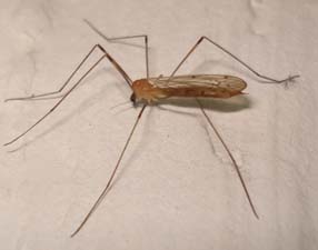 комар-долгоножка