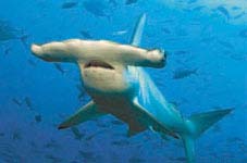 акула-молот