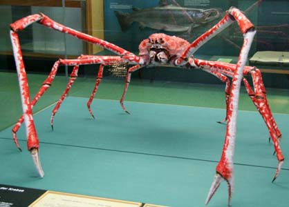 японский краб-паук