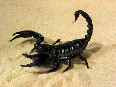 тропический скорпион