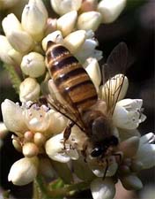 восковая пчела