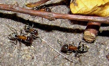 муравьи-лиометопумы