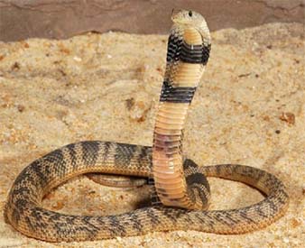 среднеазиатская кобра
