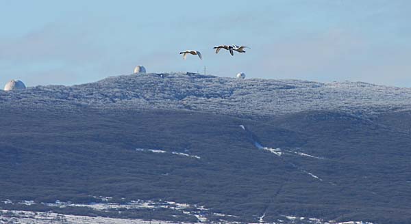 лебеди на перелете, Дагестан