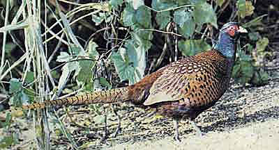 кавказский фазан