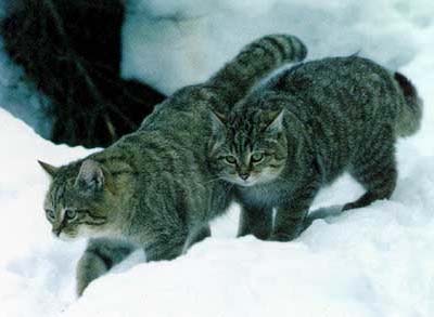 кавказский лесной кот