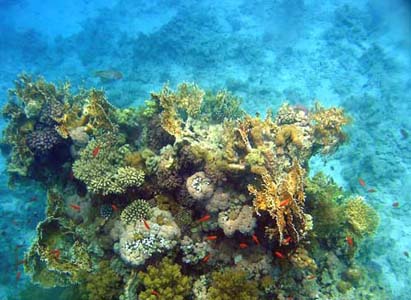 экосистема_кораллового_рифа