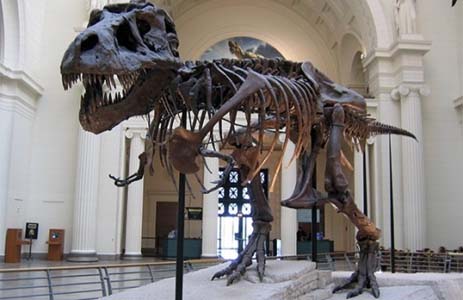 скелет-тиранозавра