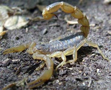 пестрый скорпион