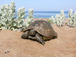 средиземноморская черепаха
