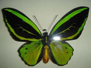 бабочка-птицекрылка