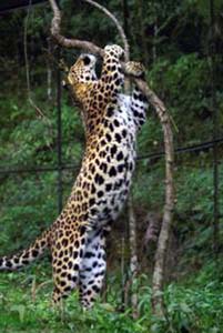переднеазиатский леопард